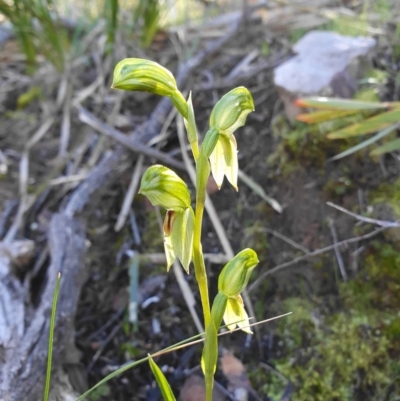 Bunochilus umbrinus (Broad-sepaled Leafy Greenhood) at Acton, ACT - 26 Aug 2020 by shoko