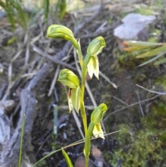 Bunochilus umbrinus (Broad-sepaled Leafy Greenhood) at Point 5821 - 26 Aug 2020 by shoko