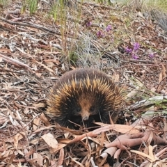 Tachyglossus aculeatus (Short-beaked Echidna) at Acton, ACT - 27 Aug 2020 by shoko