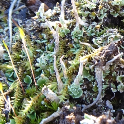 Cladonia sp. (genus) (Cup Lichen) at Bruce, ACT - 11 Aug 2020 by JanetRussell