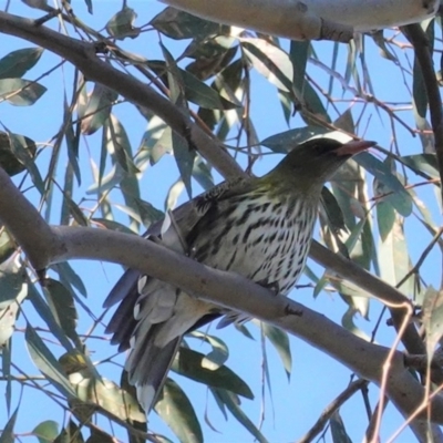 Oriolus sagittatus (Olive-backed Oriole) at Red Hill Nature Reserve - 29 Aug 2020 by JackyF