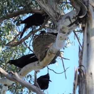 Corcorax melanorhamphos at Deakin, ACT - 29 Aug 2020