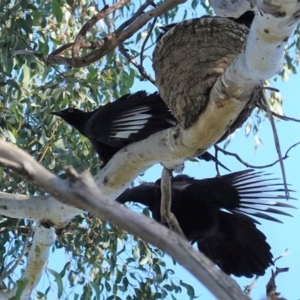 Corcorax melanorhamphos at Deakin, ACT - 29 Aug 2020