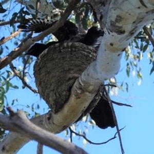 Corcorax melanorhamphos at Deakin, ACT - 29 Aug 2020