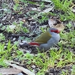 Neochmia temporalis (Red-browed Finch) at Albury - 29 Aug 2020 by Fpedler