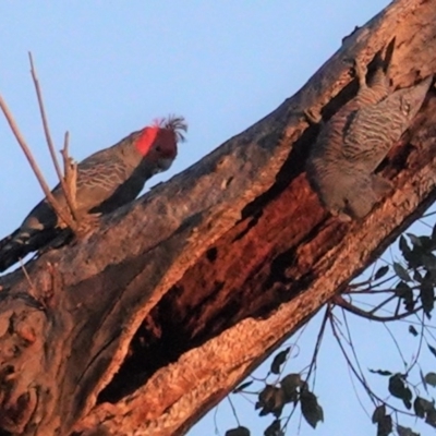 Callocephalon fimbriatum (Gang-gang Cockatoo) at Red Hill Nature Reserve - 29 Aug 2020 by JackyF