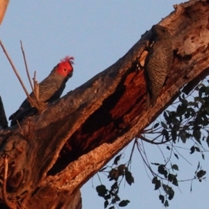 Callocephalon fimbriatum at Hughes, ACT - 29 Aug 2020