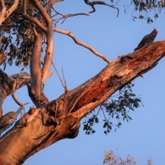 Callocephalon fimbriatum at Hughes, ACT - suppressed