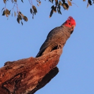 Callocephalon fimbriatum at Hughes, ACT - suppressed