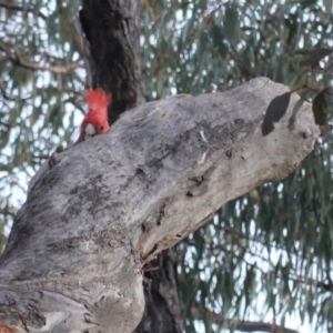 Callocephalon fimbriatum at Deakin, ACT - 29 Aug 2020