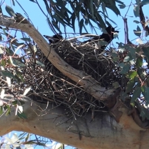 Gymnorhina tibicen at Hughes, ACT - 29 Aug 2020