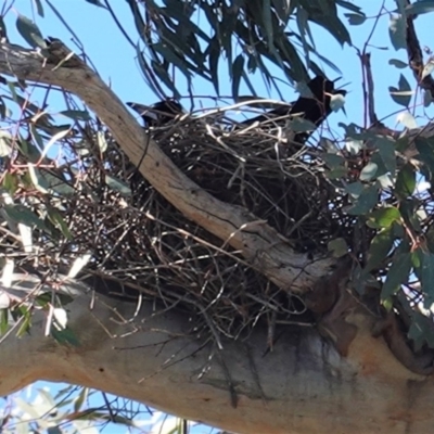 Gymnorhina tibicen (Australian Magpie) at Red Hill Nature Reserve - 29 Aug 2020 by JackyF