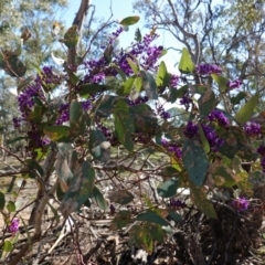 Hardenbergia violacea (False Sarsaparilla) at Red Hill Nature Reserve - 29 Aug 2020 by JackyF