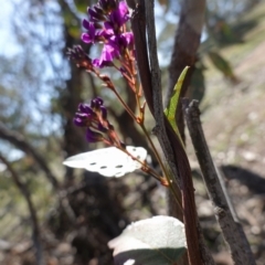 Hardenbergia violacea at Deakin, ACT - 29 Aug 2020