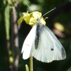 Pieris rapae (Cabbage White) at Hughes Grassy Woodland - 29 Aug 2020 by JackyF