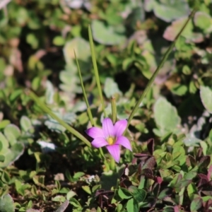 Romulea rosea var. australis at Deakin, ACT - 29 Aug 2020 02:48 PM