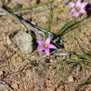 Romulea rosea var. australis at Deakin, ACT - 29 Aug 2020