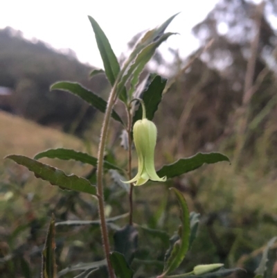 Billardiera mutabilis (Climbing Apple Berry, Apple Berry, Snot Berry, Apple Dumblings, Changeable Flowered Billardiera) at WI Private Property - 28 Aug 2020 by wendie