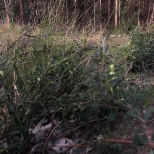 Billardiera mutabilis at Termeil, NSW - 28 Aug 2020