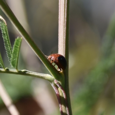 Dicranosterna immaculata (Acacia leaf beetle) at WI Private Property - 29 Aug 2020 by wendie
