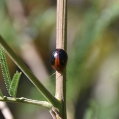 Dicranosterna immaculata at Termeil, NSW - suppressed