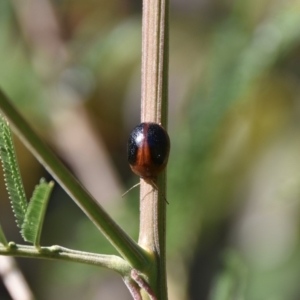 Dicranosterna immaculata at Termeil, NSW - suppressed