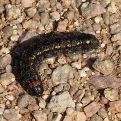 Apina callisto (Pasture Day Moth) at Jerrabomberra Wetlands - 28 Aug 2020 by RodDeb