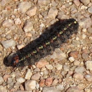 Apina callisto at Fyshwick, ACT - 28 Aug 2020