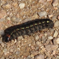 Apina callisto at Fyshwick, ACT - 28 Aug 2020