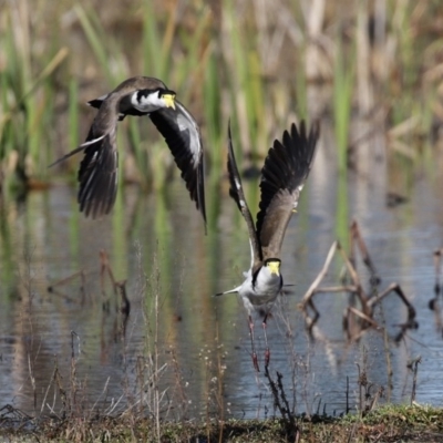 Vanellus miles (Masked Lapwing) at Fyshwick, ACT - 28 Aug 2020 by RodDeb