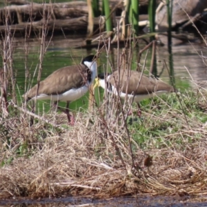 Vanellus miles at Fyshwick, ACT - 28 Aug 2020 01:59 PM