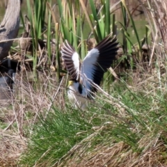 Vanellus miles at Fyshwick, ACT - 28 Aug 2020