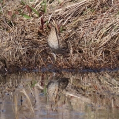 Gallinago hardwickii at Fyshwick, ACT - 28 Aug 2020