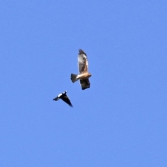 Hieraaetus morphnoides (Little Eagle) at Fyshwick, ACT - 28 Aug 2020 by RodDeb