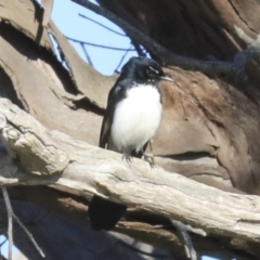 Rhipidura leucophrys (Willie Wagtail) at Hawker, ACT - 29 Aug 2020 by AlisonMilton