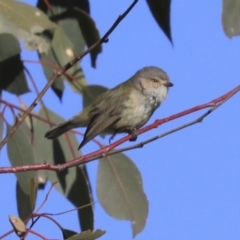 Smicrornis brevirostris (Weebill) at Hawker, ACT - 28 Aug 2020 by Alison Milton