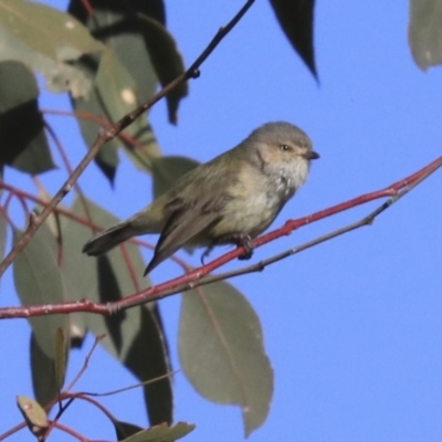 Smicrornis brevirostris (Weebill) at Hawker, ACT - 28 Aug 2020 by Alison Milton