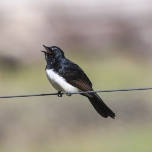 Rhipidura leucophrys at Hawker, ACT - 29 Aug 2020