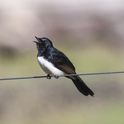 Rhipidura leucophrys (Willie Wagtail) at Hawker, ACT - 28 Aug 2020 by Alison Milton