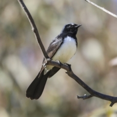 Rhipidura leucophrys at Hawker, ACT - 29 Aug 2020