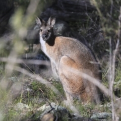 Notamacropus rufogriseus (Red-necked Wallaby) at Hawker, ACT - 29 Aug 2020 by AlisonMilton