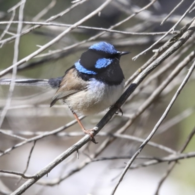 Malurus cyaneus (Superb Fairywren) at The Pinnacle - 29 Aug 2020 by Alison Milton