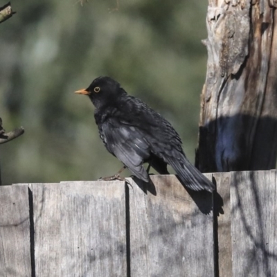 Turdus merula (Eurasian Blackbird) at Hawker, ACT - 29 Aug 2020 by Alison Milton