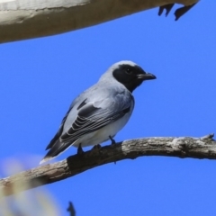 Coracina novaehollandiae (Black-faced Cuckooshrike) at The Pinnacle - 28 Aug 2020 by Alison Milton