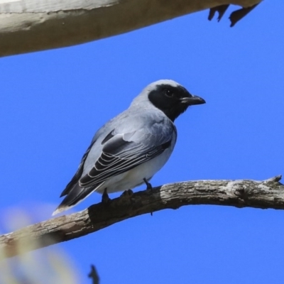 Coracina novaehollandiae (Black-faced Cuckooshrike) at Hawker, ACT - 29 Aug 2020 by AlisonMilton