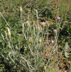 Vittadinia cuneata var. cuneata (Fuzzy New Holland Daisy) at Rob Roy Range - 31 Mar 2020 by michaelb