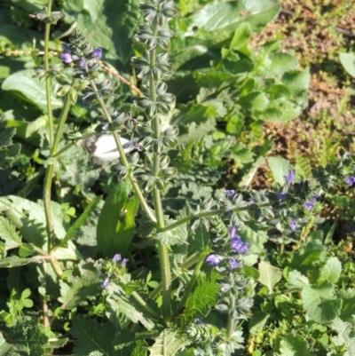 Salvia verbenaca var. verbenaca (Wild Sage) at Banks, ACT - 31 Mar 2020 by michaelb