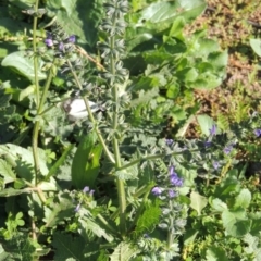Salvia verbenaca var. verbenaca (Wild Sage) at Rob Roy Range - 31 Mar 2020 by michaelb