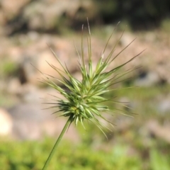 Echinopogon sp. (genus) (Hedgehog Grass) at Banks, ACT - 31 Mar 2020 by michaelb