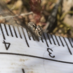 Unidentified Jumping or peacock spider (Salticidae) at Hawker, ACT - 29 Aug 2020 by AlisonMilton